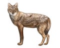 Common jackal, Canis aureus