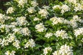 The common Jasmin background