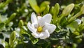 Common Jasmine flowers in blooming beauty