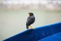 A Common Javan Mynah bird by the river in Singapore