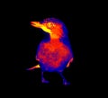 Common jay thermal imager