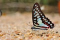 Common jay butterfly Royalty Free Stock Photo
