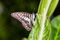 Common Jay butterfly Royalty Free Stock Photo