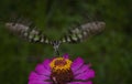 Butterfly in motion Royalty Free Stock Photo