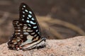 Common jay butterfly Royalty Free Stock Photo