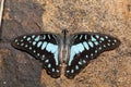 Common jay butterfly Royalty Free Stock Photo