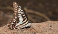Common jay butterfly Royalty Free Stock Photo