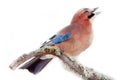 Common jay (Garrulus glandarius) - bird on white background Royalty Free Stock Photo