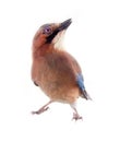 Common jay (Garrulus glandarius) - bird on white background Royalty Free Stock Photo