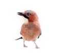 Common jay (Garrulus glandarius) - bird on white background Royalty Free Stock Photo