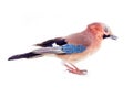 Common jay (Garrulus glandarius) - bird on white background Royalty Free Stock Photo