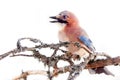 Common jay (Garrulus glandarius) - bird on white background Royalty Free Stock Photo