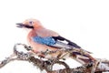 Common jay (Garrulus glandarius) - bird on white background Royalty Free Stock Photo