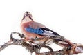 Common jay (Garrulus glandarius) - bird on white background Royalty Free Stock Photo