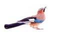 Common jay (Garrulus glandarius) - bird on white background Royalty Free Stock Photo