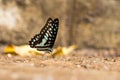 Common Jay (Graphium doson) Butterfly Royalty Free Stock Photo