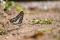 Common Jay (Graphium doson) Butterfly Royalty Free Stock Photo