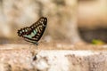 Common Jay (Graphium doson) Butterfly Royalty Free Stock Photo