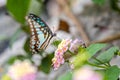 Common Jay Graphium doson Royalty Free Stock Photo