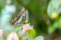 Common Jay Graphium doson Royalty Free Stock Photo