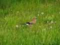 Common jay or jay.  In Slovakia, it nests almost all over the country, in winter it partly migrates westwards. Royalty Free Stock Photo