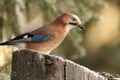 Common jay on a stump Royalty Free Stock Photo