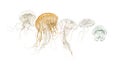 Common jellyfish, Aurelia aurita, Cannonball jellyfish