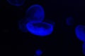 Common Jellyfish Aurelia aurita with a dark background in blue tones also called, moon jellyfish, moon jelly, or saucer jelly Royalty Free Stock Photo