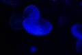 Common Jellyfish Aurelia aurita with a dark background in blue tones also called, moon jellyfish, moon jelly, or saucer jelly Royalty Free Stock Photo