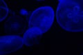 Common Jellyfish Aurelia aurita with a dark background in blue tones also called, moon jellyfish, moon jelly, or saucer jelly Royalty Free Stock Photo