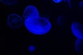 Common Jellyfish Aurelia aurita with a dark background in blue tones also called, moon jellyfish, moon jelly, or saucer jelly Royalty Free Stock Photo