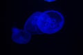 Common Jellyfish Aurelia aurita with a dark background in blue tones also called, moon jellyfish, moon jelly, or saucer jelly Royalty Free Stock Photo