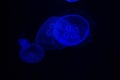 Common Jellyfish Aurelia aurita with a dark background in blue tones also called, moon jellyfish, moon jelly, or saucer jelly Royalty Free Stock Photo