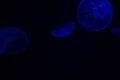 Common Jellyfish Aurelia aurita with a dark background in blue tones also called, moon jellyfish, moon jelly, or saucer jelly Royalty Free Stock Photo