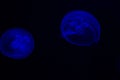 Common Jellyfish Aurelia aurita with a dark background in blue tones also called, moon jellyfish, moon jelly, or saucer jelly Royalty Free Stock Photo