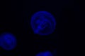 Common Jellyfish Aurelia aurita with a dark background in blue tones also called, moon jellyfish, moon jelly, or saucer jelly Royalty Free Stock Photo