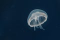 Common jellyfish