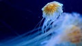 Common jellyfish medusa native to most of ocean environments - in a marine aquarium