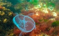 Common jellyfish, moon jellyfish (Aurelia aurita) swims over algae in the Black Sea Royalty Free Stock Photo