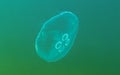 Common jellyfish, moon jellyfish (Aurelia aurita) swims over algae in the Black Sea Royalty Free Stock Photo