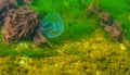 Common jellyfish, moon jellyfish (Aurelia aurita) swims over algae in the Black Sea