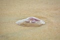Common jellyfish washed on the sand