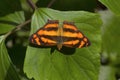 Common Jester butterfly, Symbrenthia lilaea khasiana, Satakha