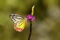 Common Jezbel or Delias eucharis, Belvai, Udupi Karnataka