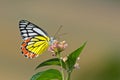 Common Jezebel Delias eucharis butterfly. Royalty Free Stock Photo