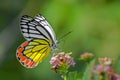 Common Jezebel Delias eucharis butterfly. Royalty Free Stock Photo