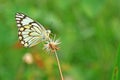 Common jezebel butterfly Royalty Free Stock Photo