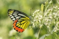 Common Jezebel butterfly Royalty Free Stock Photo