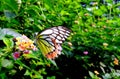 Common Jezebel Butterfly Royalty Free Stock Photo