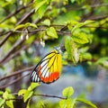 Common jezebel butterfly Royalty Free Stock Photo